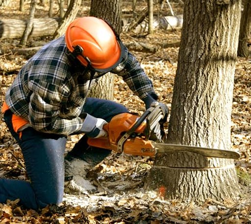 Tree Removal in Laneview, VA